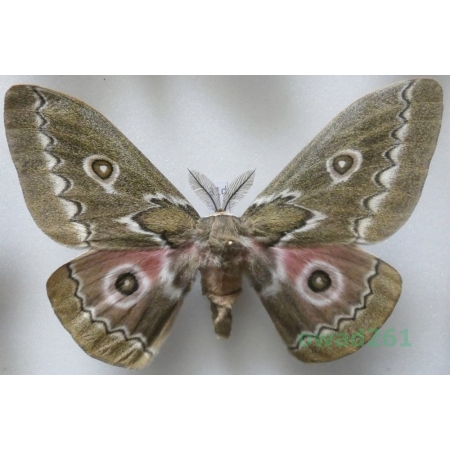 Gonimbrasia tyrrhea (Cramer, 1775) male ex. ovo South Africa 116mm31d